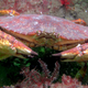 The red rock crab (Cancer productus). Photo Courtesy Kirt L. Onthank